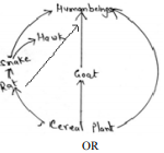 State the possible disadvantage if the cereal plant is growing in soil rich in pesticides